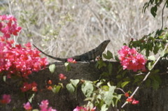 iguana011